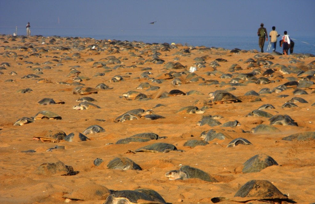 Mass nesting February, 2013. Photo: Bipro Behera