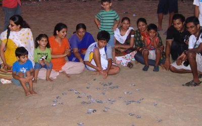 The changing nature of turtle walks with changing society and technology